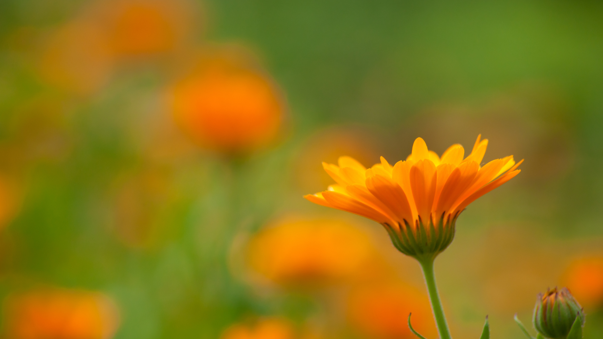 slider image slider_item_k9PkTK